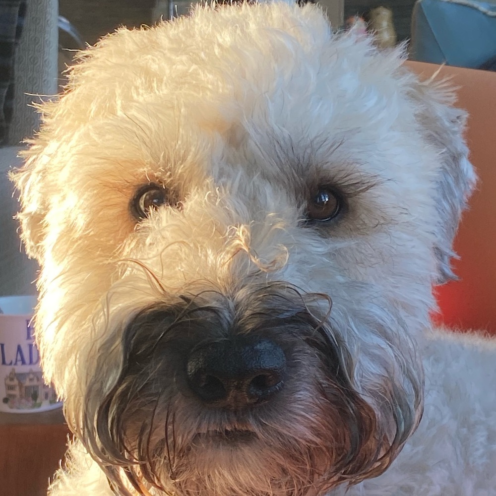 Meet your Posher, Niamh